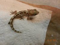 baby pictus 3 006.jpg