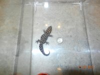 tigrinus and baby vazimba 048.jpg