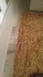 baby king snake 2.jpg