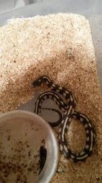 Baby king snake.jpg