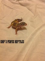 Leopard gecko.jpg