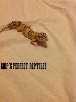 Leopard gecko 2.jpg
