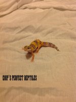 Leopard gecko 3.jpg