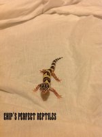 leopard gecko 4.jpg