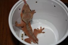 red male lickey.jpg