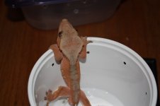 red male 2.jpg