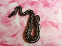 cinnamon yellowbelly.jpg