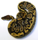 GEDC1085.JPG