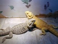 Bolt & Storm.jpg