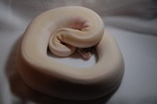 supermojave9.jpg