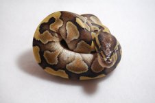 butterfemale9.jpg