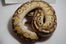 pastelbutter9.jpg