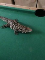 tegu2.jpg