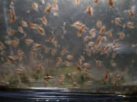 daphnia-kit-cultivo-daphnia-magna-4-634254139921657600.jpg