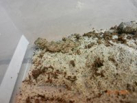 geckos for sale2 014.jpg
