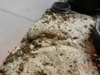 geckos for sale2 016.jpg