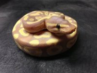 1234779_644589528895001_1154468072_n.jpg