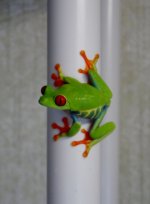 red_eyed_tree_frog_by_arborealglider-d67y798.jpg