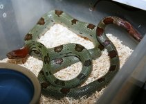 male mollendorfi.jpg