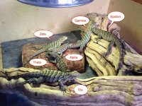 Baby-lizards-names-nov-2013.jpg