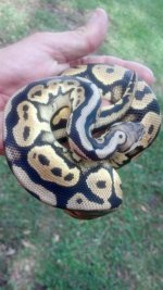 IMG_20130520_150741_357.jpg