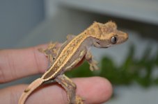 DSC_0290.jpg