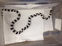 High white banded king snake.JPG