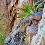 canyon-arizona-2013 405.jpg