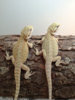 IMG_5971.jpg