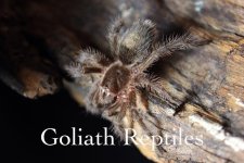 g pulchra.jpg