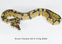 ENCHI_F2.jpg