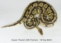 SuperPastel-2.jpg