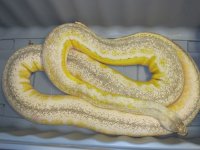 Male Ultra Ivory 3-8-13 (2).jpg