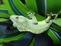 Crested Gecko.jpg