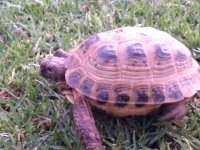 Tortoise.jpg