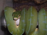 snakes 334.jpg