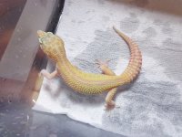 macsnowraptor1.jpg