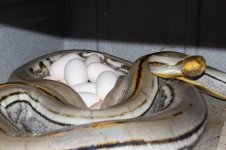 Genetic Striped Babies 024.jpg