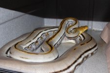 Genetic Striped Babies 049.jpg