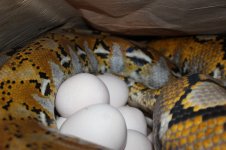 Platty Eggs ROUND TWO!!!!!!!!!! 008.jpg