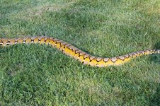 SNAKES 029.jpg