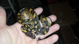 enchi.jpg