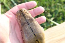 SNAKES 046.jpg