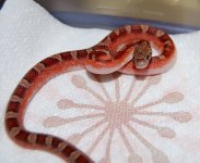 13 Piedside Male 2013-12-31.JPG
