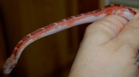 13 Piedside Male 2013-12-31_2.JPG