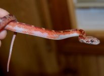 13 Piedside Male 2013-12-31_1.JPG