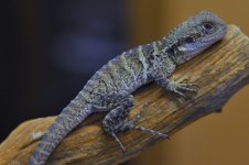 water dragon2.jpg