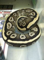 Mojave Female.jpg