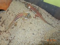 ALL geckos 02-26-14 028.jpg