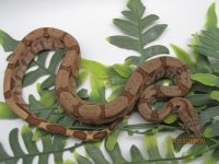 Male 6 pic 1.jpg